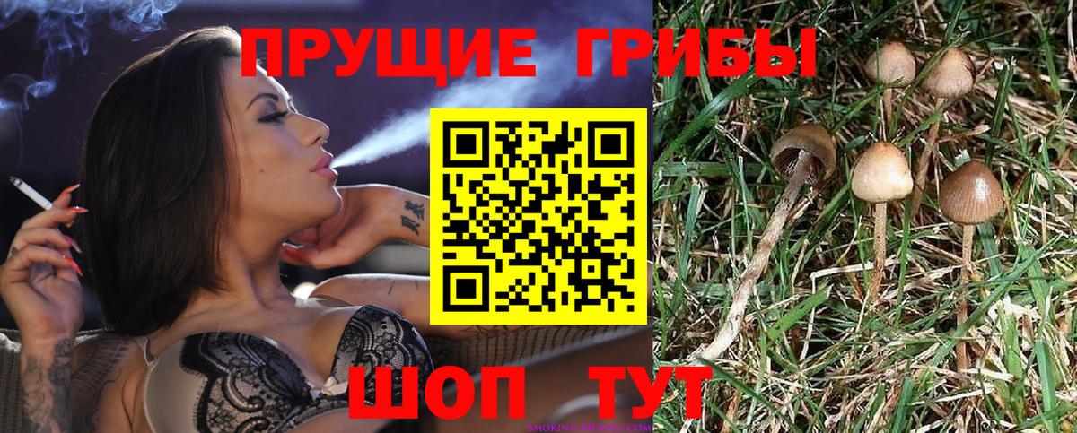 Галлюциногенные грибы Psilocybe  Вход с VPN  Советск 